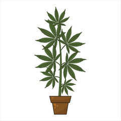 Cannabis plant at the growing stage grows in pot. Green marijuana bush isolated on white background. Weed tree. Editable stroke.