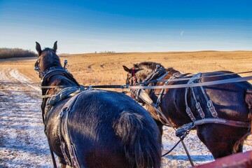 horse in winter