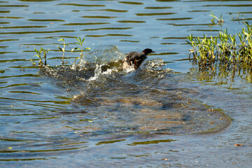 Common Mergansers are streamlined ducks that float gracefully down small rivers or shallow shorelines. The males are striking with clean white bodies,