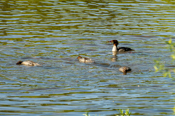 Common mergansers often fish in a group; they form a semicircle and drive the fish into shallow water, where it is captured easily