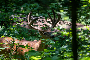 During the early spring, the pedicles grow two little stubs of bone wrapped in sensitive skin called velvet. 