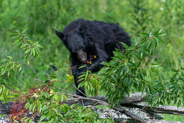 Black bears also eat berries and fruits, which are essential to vary the bear’s diet. 