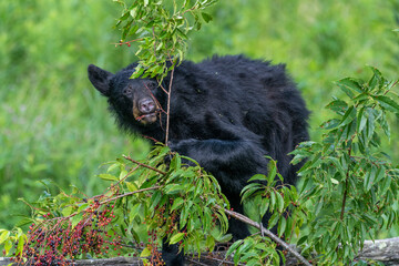 Black bears also eat berries and 