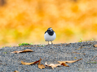 地面を歩くセグロセキレイ