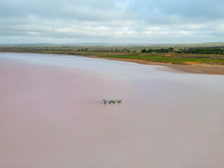 Aerial views of Lake Bumbunga (Lochiel's Pink Lake) in the Clare Valley of South Australia