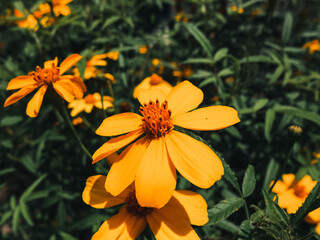 orange flower in the garden