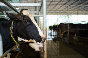 Healthy dairy - milk cows in modern livestock farming.