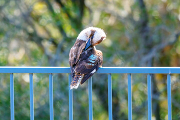 Photograph of a Kookaburra cleaning their feathers while sitting on a fence after taking a swim in a domestic swimming pool in the Blue Mountains in New South Wales in Australia