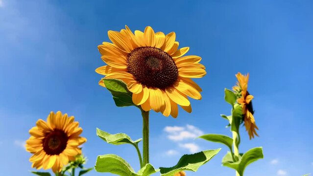 Sunflowers on blue sky background. Fields with sunflowers in the summer. Agricultural industry, production of sunflower oil. 4K UHD video