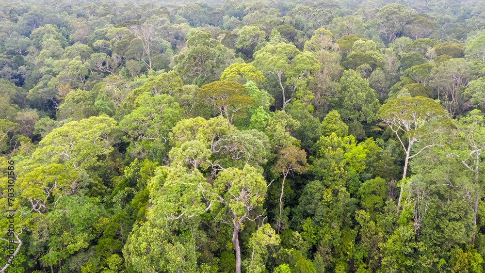 Wall mural Aerial view of the Borneo rainforest. - Wall murals