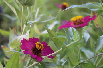 The captivating beauty of a purple Zinnia flower, showcasing its vibrant petals and detailed center against a lush green background