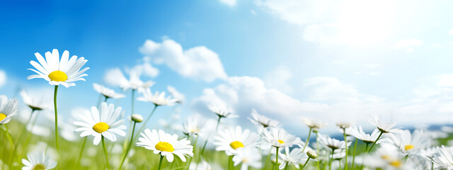 spring and summer landscape with blooming daisies in the grass against a blue sky with clouds, sunny atmosphere