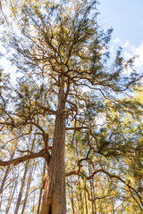 Photograph of a very tall tree in the sunshine in a large forest near a river against a blue sky background in the Blue Mountains in regional Australia
