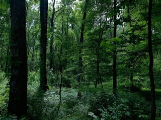 trees in the forest