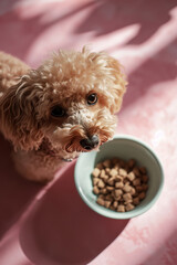 A cute dog feeding on a bowl of dog food