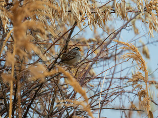 White crowned sparrow in Idaho