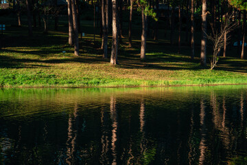 nature trees of pangung lake, nature concept background,evening light