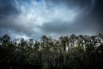 Looking up over the Cypress trees