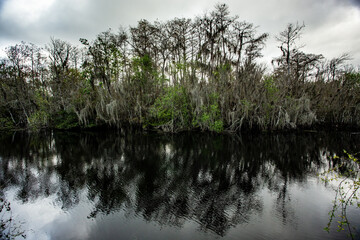 Cypress Tress in the Everglades