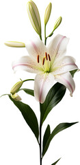 Fototapeta premium Lily flower isolated on transparent background. PNG