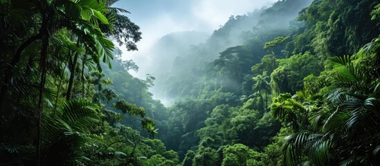 Tropical forests moisten mountains and absorb CO2 from the air. - obrazy, fototapety, plakaty