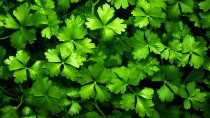 Fototapeta na wymiar Green parsley leaves pattern wallpaper - ai generative