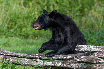 Fototapeta premium Black bears also eat berries and fruits, which are essential to vary the bear’s diet.