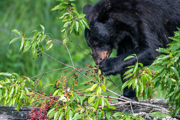 Black bears also eat berries and fruits, which are essential to vary the bear’s diet. 