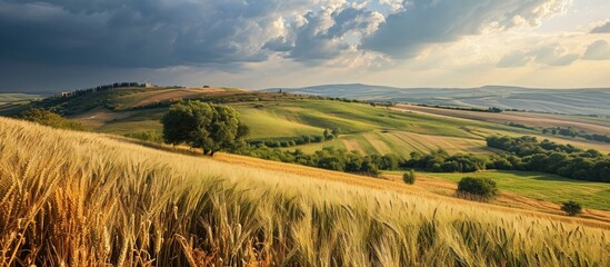 Agricultural view of wheat and corn fields on Titel Hill, a loess hillock in Vojvodina, Serbia. - obrazy, fototapety, plakaty