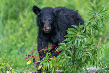Naklejka premium Black bears also eat berries and fruits, which are essential to vary the bear’s diet. 
