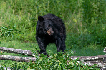 Black bears also eat berries and fruits, which are essential to vary the bear’s diet.