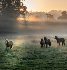Horses in the morning at dawn