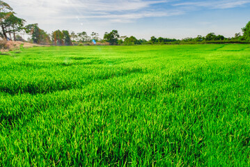 field of green and cloud in the sky