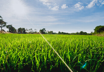 field of green and cloud in the sky