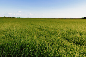 field of green and cloud in the sky