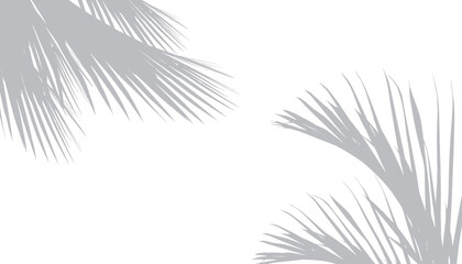 Abstract background of palm leaves or coconut leaves on top. Natural pattern, gray shadow. Copy space or empty. For advertisements, business cards, brochures and white backgrounds.