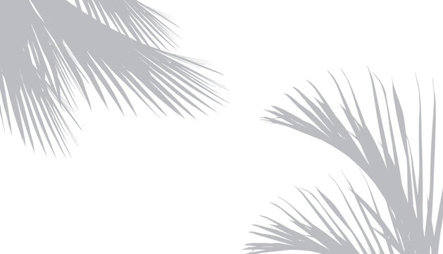 Abstract background of palm leaves or coconut leaves on top. Natural pattern, gray shadow. Copy space or empty. For advertisements, business cards, brochures and white backgrounds. © sutthichai