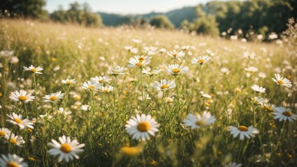 The landscape of the white daisies in the beautiful rice fields, with the sun shining in the grassland. Blurred grass creates a warm gold effect during the sunset and the sunrise.
