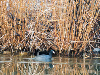 American Coot CJ Strike Reservoir