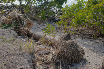Palm tree on ground to the left after storm damage on the edge of bay. Sand, dirt and green grass with water in back edge. Sunny day with roots exposed in Florida.