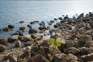 Isolated Small green leaf plant in middle of rocks on the side of a bay in Florida. Sunny day with bright sun. Calm blue water with rocks in water and on shore line.