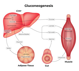Gluconeogenesis Science Design Vector Illustration Diagram - obrazy, fototapety, plakaty