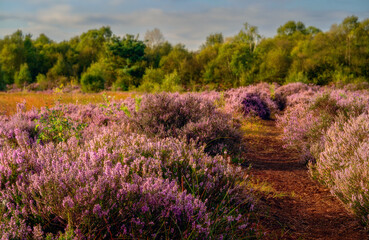 Obraz premium heather field in region