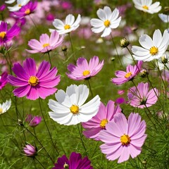 Fototapeta premium cosmos heaven