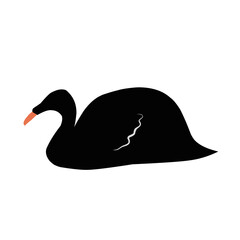 Beautiful Black Swan 