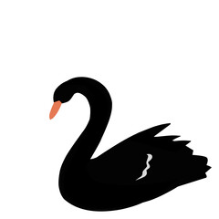 Beautiful Black Swan 