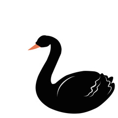 Beautiful Black Swan 