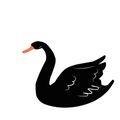 Beautiful Black Swan 