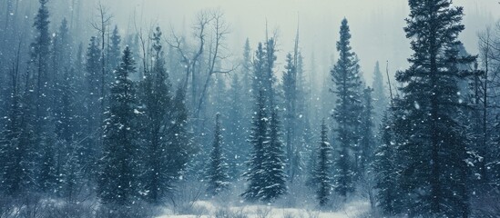 Snow falling heavily in winter wind-blown forest.