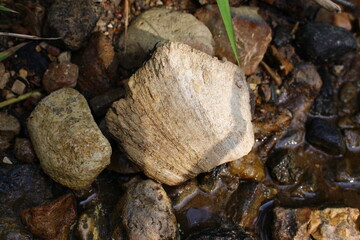 Fossil sponge Chaetetes among the stones on the bank of the stream. Kaluga region, Russia